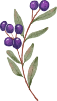 rama de fruta de baya azul acuarela png