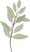 ramo di foglie di eucalipto seminato stile organico disegnato a mano png