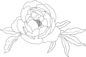 doodle linjekonst pion blomma bukett element png