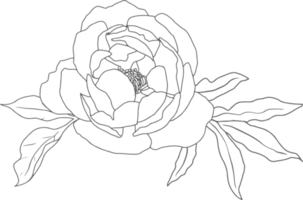 doodle line art peony flower bouquet elements png