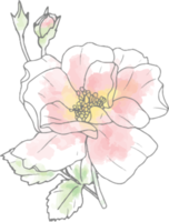 elementi del bouquet di fiori di rosa di arte della linea di doodle dell'acquerello sciolto png
