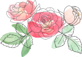 akvarell lös linjekonst ros blomma bukett png