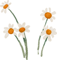 aquarel zonnebloem en witte anemoon bloemboeket elementen png