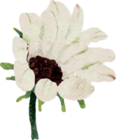 akvarell solros och vitsippor blomma bukett element png