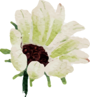 girassol aquarela e elementos de buquê de flores de anêmona branca png
