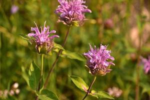 Gorgeous Flowering Purple Bee Balm Flowering and Blooming photo