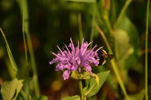 Pretty Flowering Purple Bee Balm with a Bee photo