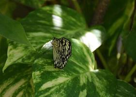 Pretty Tree Nymph Butterfly in a Garden photo