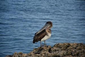 Brown Pelican Looking Back Over His Shoulder photo