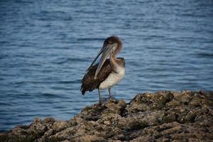 Pelican Ruffling His Feathers with His Beak photo