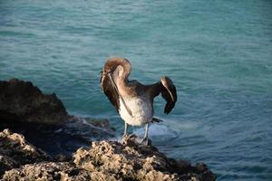 pelícano mordiéndose las plumas blancas del pecho foto