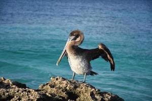 impresionante pelícano flexionando sus alas en aruba foto