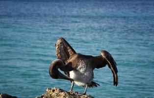 Pelican with His Head Bent Preening His Feathers photo