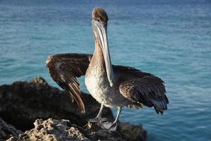 Brown Pelican Posing on a Rock by the Ocean photo