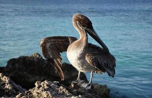 Feathers Separated After Being Preened by a Pelican photo