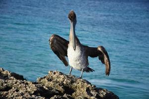 pelícano con las alas abiertas de pie sobre un acantilado rocoso foto