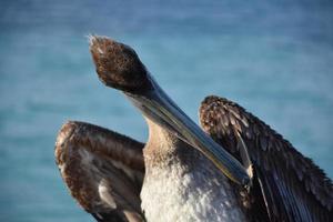 Close Up of a Pelican Preening His Feathers photo