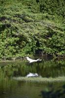 gran garza blanca flotando sobre un estanque poco profundo foto