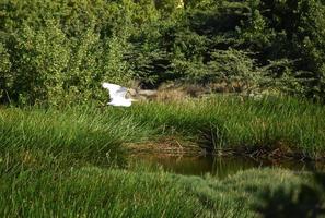 Beautiful White Heron Flying Over a Marsh photo