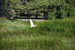 Large Great Egret Coming in for a Landing photo