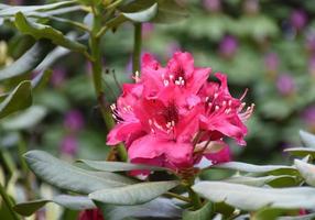 hermosa flor de rododendro rojo floreciente en un arbusto foto