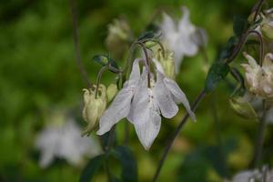 Very Pretty White Columbine Flower Blossom in a Garden photo