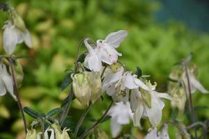 Very Pretty Flowering White Columbine in a Garden photo