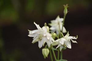 Stunning Flowering White Columbine Flowers Blooming in a Garden photo