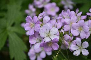 Up Close Look at Pale Purple Flowering Phlox photo