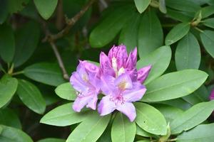 incipiente y floreciente rododendro púrpura flores floración foto