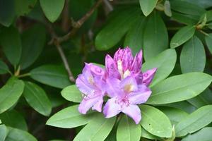 arbusto de rododendro púrpura floreciendo y floreciendo en un día de primavera foto