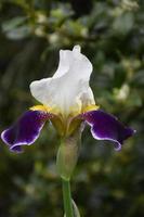 Stunning Blooming Bearded Iris with Purple and White photo