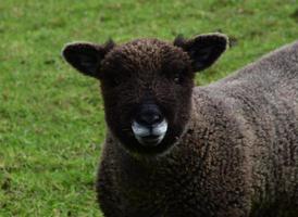 Close Up Look Into the Face of a Ryeland Sheep photo