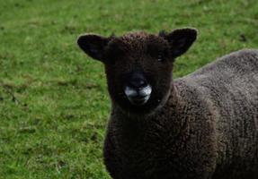 Adorable Face of a Ryeland Sheep that Looks Like a Bear photo