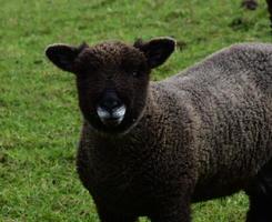 Cute Faced Brown Sheep in a Field in Northern England photo