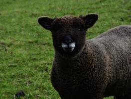 maravillosa cara dulce de una oveja marrón peluda de ryeland foto