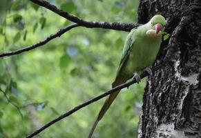 Stunning Green Parrot Holding a Peanut in his Beak photo