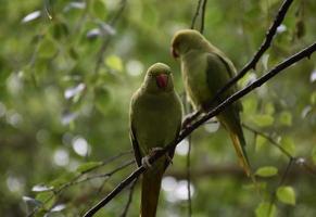 Green Macaw Parrot Perched on a Small Tree Limb photo