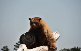 Shaggy Brown Bear Sitting Up on Logs in the Wild photo