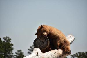 oso negro descansando sobre una pila de troncos foto