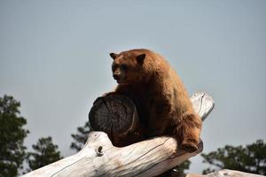 mirando la cara de un oso negro en un día de verano foto