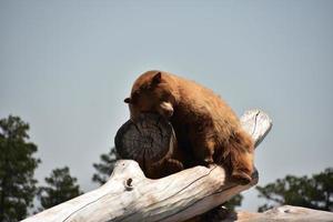 Shaggy Brown Black Bear Sleeping on Logs photo