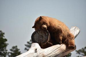 Brown Black Bear Asleep on Stacked Logs photo