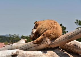 Sleeping Black Bear in a Pile of Logs photo