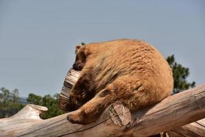 pelaje marrón grueso en un oso negro peludo foto