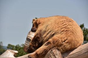 peludo oso pardo profundamente dormido sobre una pila de troncos foto