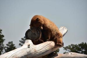 Resting Brown Black Bear on a Log photo