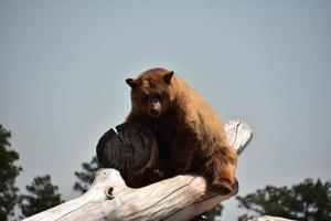 oso negro peludo sentado en una pila de troncos foto