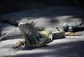 Large Iguana on a Rock with a Smaller Iguana on His Tail photo