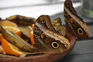 mariposa lechuza alimentándose de fruta vieja foto